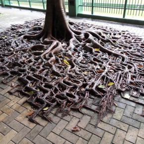 raízes de árvore
